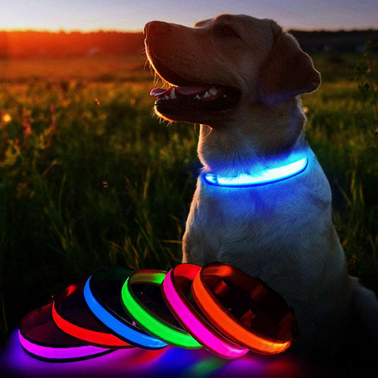 Dog LED Collar | Dog Safety LED Collar | Equinox Online Store